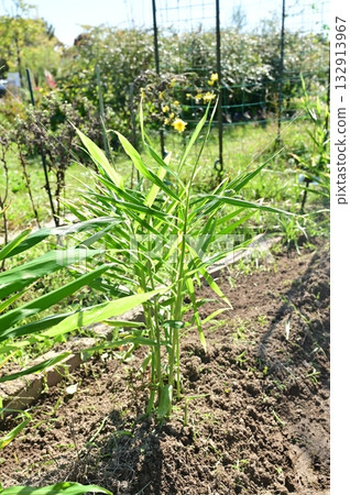 Ginger growing in the field Ginger growing in the field 132913967