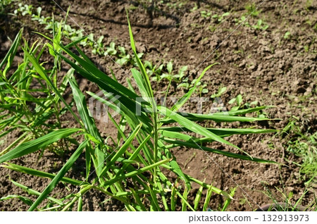 田裡長著薑 132913973