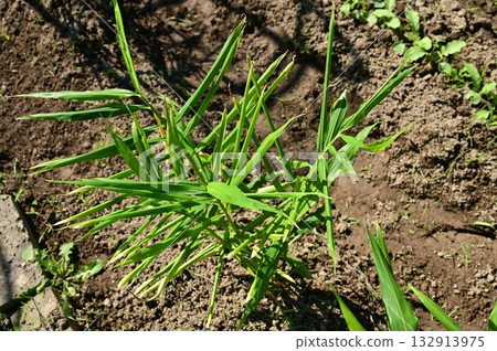 Ginger growing in the field Ginger growing in the field 132913975