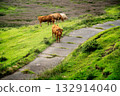 阿蘇的綠色山丘上綿延著廣闊的牧場景觀 132914040