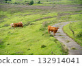阿蘇的綠色山丘上綿延著廣闊的牧場景觀 132914041