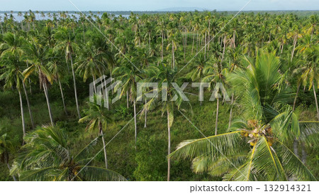Plantation of coconut palm trees on tropical island 132914321