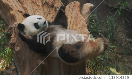 Fun giant panda bear lies down 132914329
