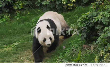 Cute giant panda bear walking 132914330