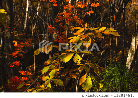 Mizunara oak trees beginning to turn red Mizunara oak trees beginning to turn red 132914613