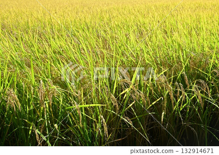 Mature rice before harvest Mature rice before harvest 132914671
