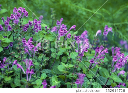 渥美半島的植物 渥美半島的植物 132914726