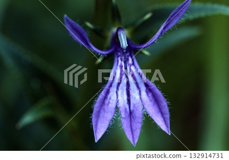 Plants of the Atsumi Peninsula Plants of the Atsumi Peninsula 132914731