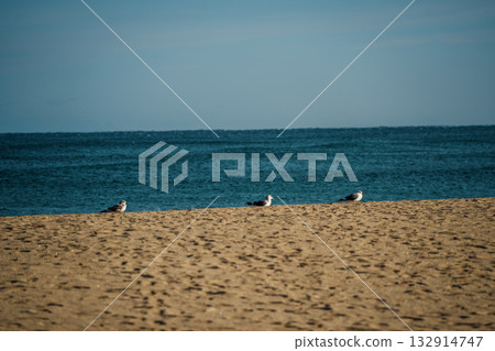 Seagulls and Surf at Naksan Beach, South Korea 132914747