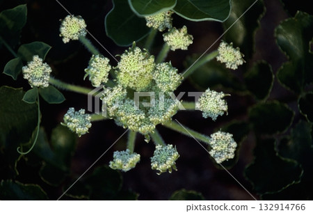 渥美半島的植物 渥美半島的植物 132914766
