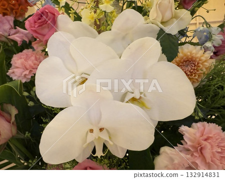 白色蝴蝶蘭花佈置 白色蝴蝶蘭花佈置 132914831
