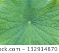 Tropical green leaf texture natural background 132914870