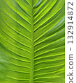 Tropical green leaf texture natural background 132914872