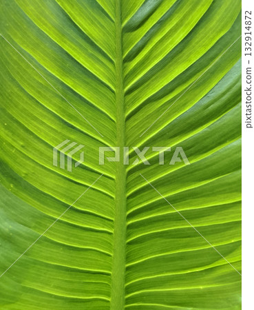 Tropical green leaf texture natural background 132914872