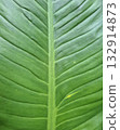 Tropical green leaf texture natural background 132914873