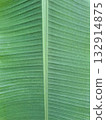 Tropical green leaf texture natural background 132914875