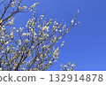 White plum shining in the blue sky 132914878
