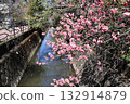 Kawazu cherry blossoms blooming along the river 132914879
