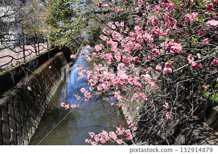 Kawazu cherry blossoms blooming along the river 132914879