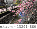 Kawazu cherry blossoms blooming along the river 132914880