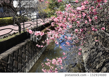 Kawazu cherry blossoms blooming along the river 132914880