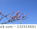 Pink Kawazu cherry blossoms against the blue sky 132914881