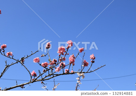 Pink Kawazu cherry blossoms against the blue sky 132914881