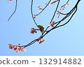 White-eye perching on a plum branch 132914882