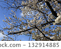 Sakura that shines in the blue sky 132914885