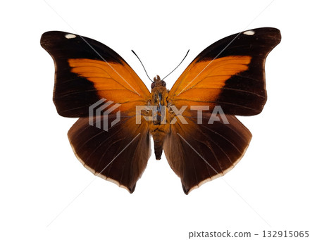 A beautiful red orange butterfly, known as Historis odius, displays its vibrant wings in full spread, showcasing intricate patterns in stunning detail. Perfectly isolated against a light backdrop. A beautiful red orange butterfly, known as Historis odius, displays its vibrant wings in full spread, showcasing intricate patterns in stunning detail. Perfectly isolated against a light backdrop. 132915065