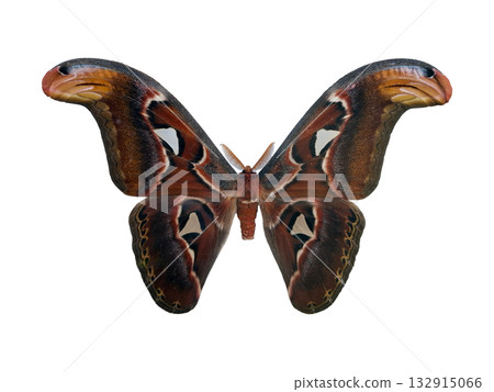 A striking silkmoth known as Saturnia Atlas showcases its intricate wing patterns and rich colors. This stunning moth is often found in tropical regions, captivating nature lovers. 132915066