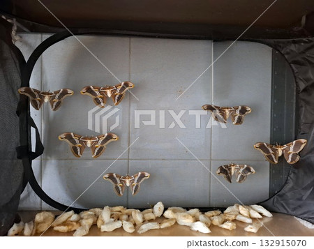 Freshly emerged silkworms display their wings in a confined space. They have just left their cocoons, showcasing their natural beauty in the warm light. 132915070