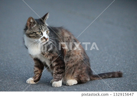 Stray cats to look back on Stray cats to look back on 132915647
