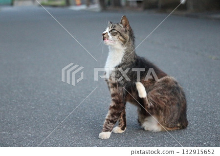 A stray cat living its own way A stray cat living its own way 132915652