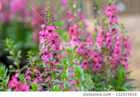 Pink Willowleaf angelonia or Willowleaf angelon blooming in garden with sun light. flower blooming. Pink Willowleaf angelonia or Willowleaf angelon blooming in garden with sun light. flower blooming. 132915658