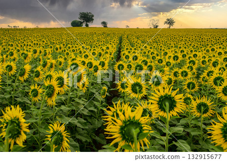 backside of Sunflower field flora. backside of Sunflower field flora. 132915677