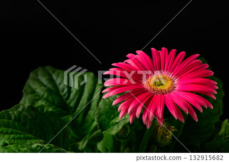 A close up of a vibrant pink gerbera daisy with detailed petals and natural dew drops. The bright colors and fresh texture create a lively and uplifting natural mood, suitable for floral designs and 132915682