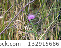 Thistle flowers 132915686