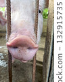 Close up of pig snout, pigs on a farm 132915735
