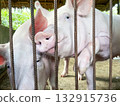 pink pigs in a pen on a pig farm 132915736