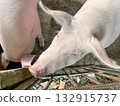 pink pigs in a pen on a pig farm 132915737