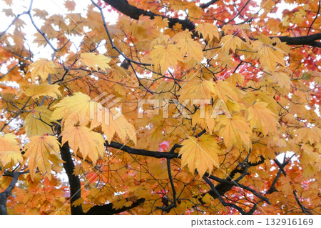 岩手公園糖楓樹鮮豔的金黃色葉子 岩手公園糖楓樹鮮豔的金黃色葉子 132916169