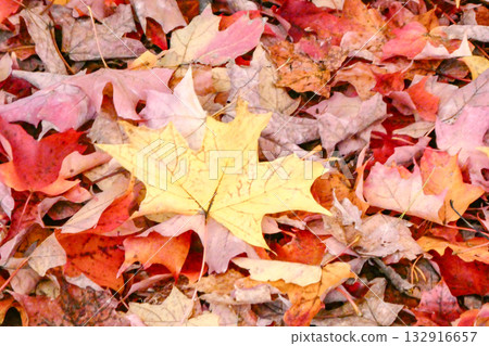 Maple trees in Victoria, Canada, a sister city of Morioka, Iwate Prefecture. Japanese name: Sugar maple. Maple trees in Victoria, Canada, a sister city of Morioka, Iwate Prefecture. Japanese name: Sugar maple. 132916657