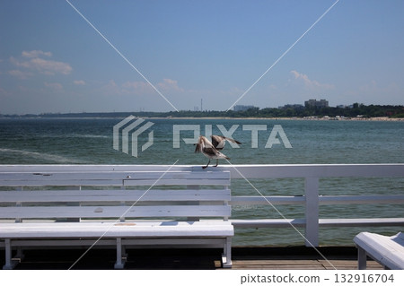 Seagull spreading wings on white bench by the sea in Sopot 132916704