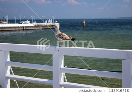 Seagull perched on white railing at Sopot pier on sunny day Seagull perched on white railing at Sopot pier on sunny day 132916718