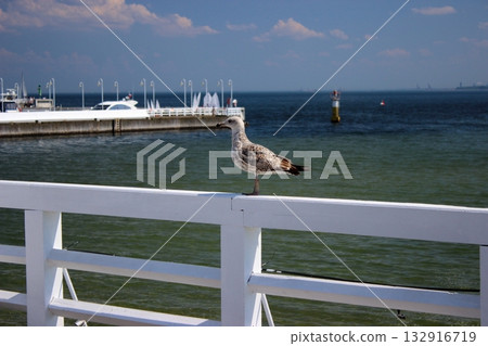Seagull perched on white railing at Sopot pier on sunny day Seagull perched on white railing at Sopot pier on sunny day 132916719