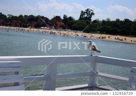 Seagull on white pier railing with beach and people in background Seagull on white pier railing with beach and people in background 132916720