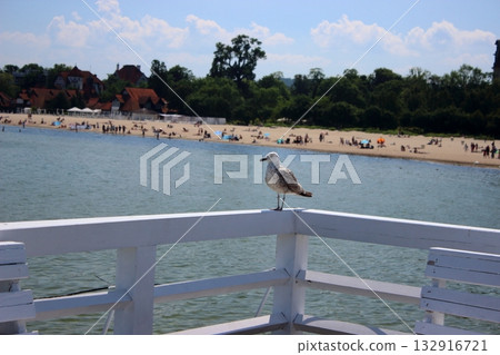 Seagull on white pier railing with beach and people in background Seagull on white pier railing with beach and people in background 132916721