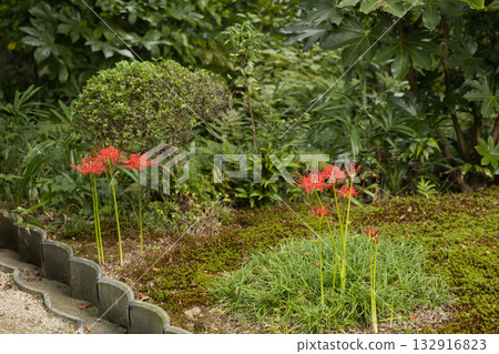東福寺花園中盛開的紅蜘蛛百合 2 132916823