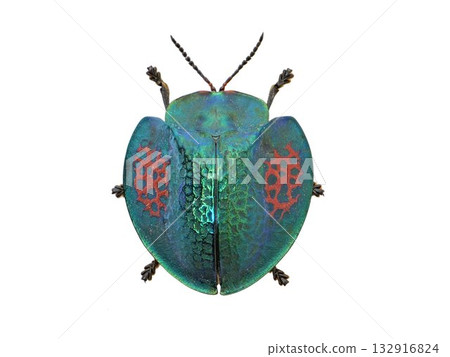 法屬圭亞那胸針甲蟲 132916824